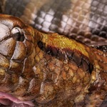 Dorling Kindersley | Anaconda Snake